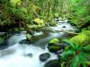 Running Waters, Mount Hood National Forest